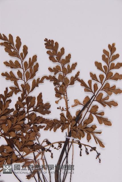 大黑柄鐵角蕨、黃鱗鐵角蕨、大羽鐵角蕨藏品圖，第3張