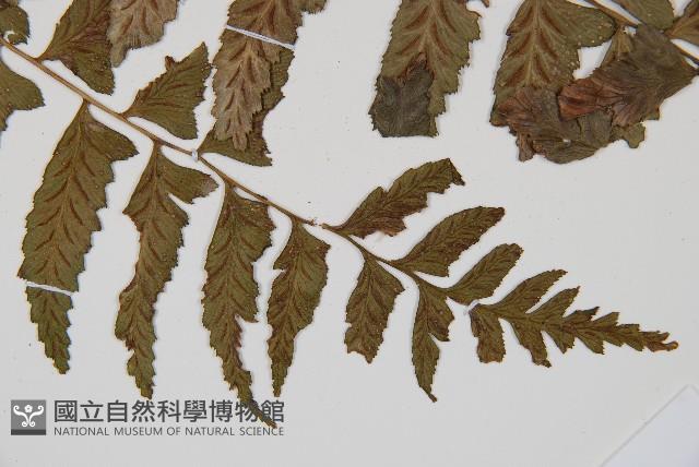 鋸齒雙蓋蕨、線葉雙蓋蕨、刺鱗雙蓋蕨藏品圖，第3張