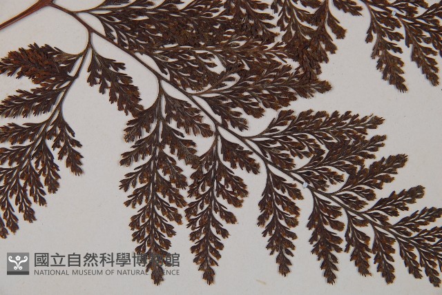 海州骨碎補藏品圖，第3張