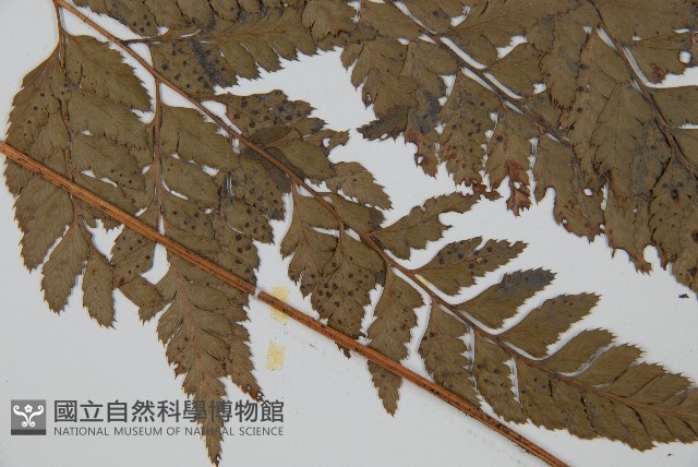 小葉複葉耳蕨藏品圖，第3張