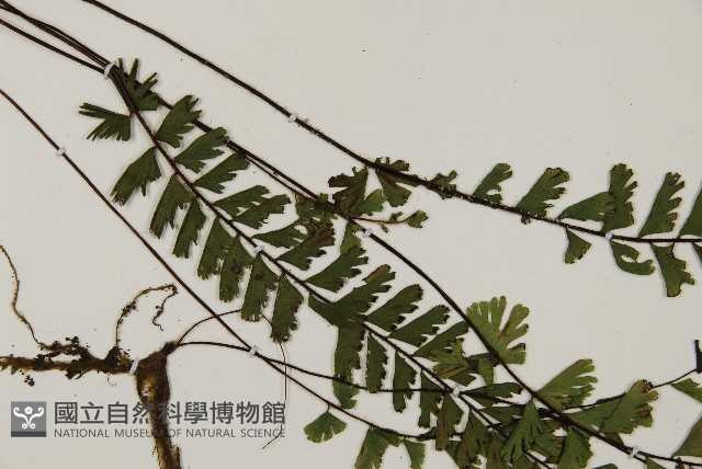 馬來鐵線蕨藏品圖，第3張