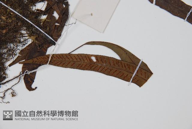 單葉雙蓋蕨藏品圖，第3張