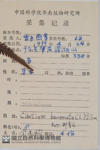 金狗毛蕨藏品圖，第2張