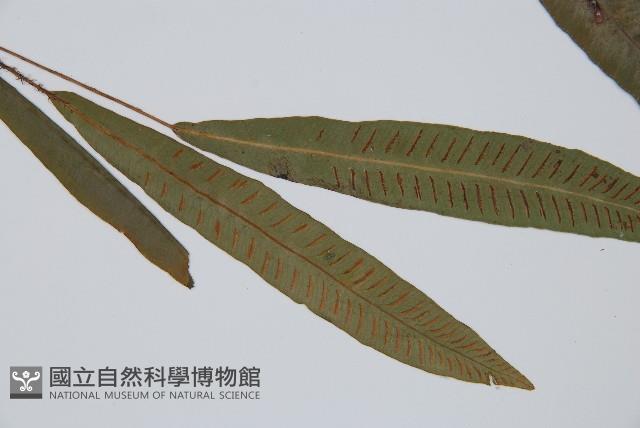 單葉雙蓋蕨藏品圖，第3張