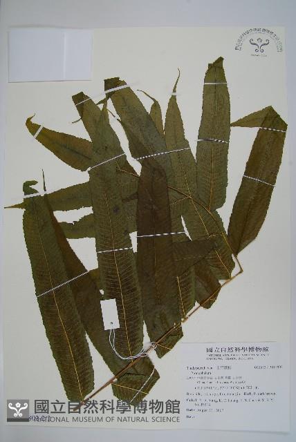 登錄號:P012803藏品圖，第3張