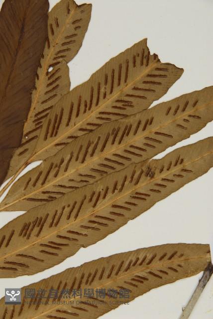 南海鐵角蕨藏品圖，第3張