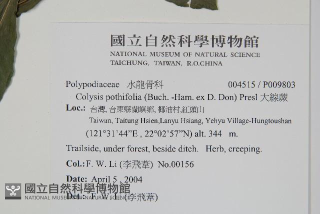 大線蕨藏品圖，第2張