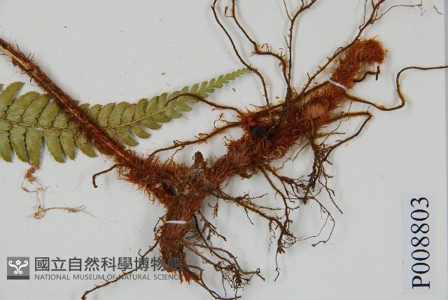 細葉複葉耳蕨藏品圖，第2張