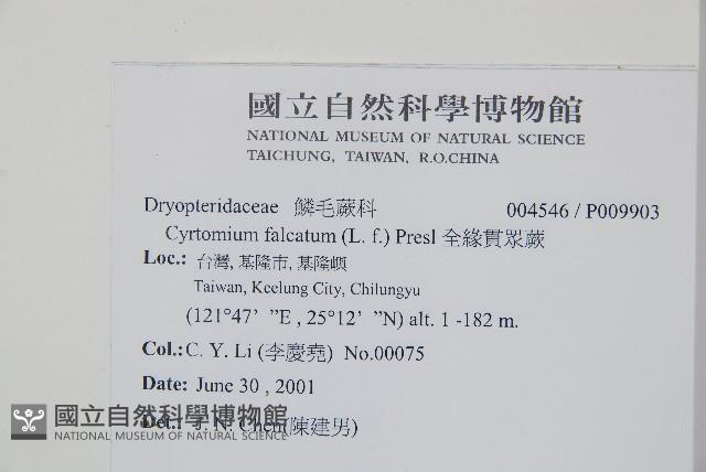 全緣貫眾蕨藏品圖，第2張