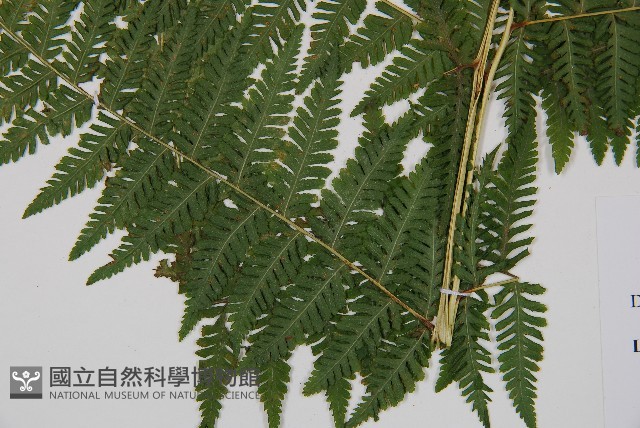 粗毛金星蕨藏品圖，第3張