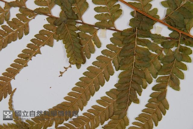 Accession Number:P002203 Collection Image, Figure 3, Total 5 Figures