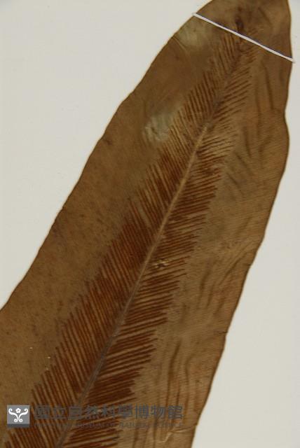 臺灣山蘇花藏品圖，第6張