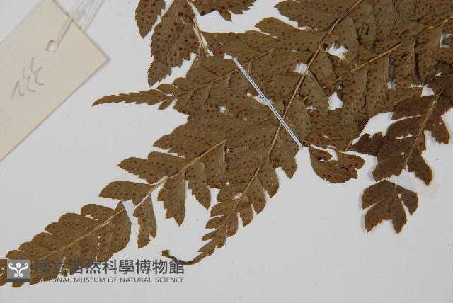 細葉複葉耳蕨藏品圖，第3張