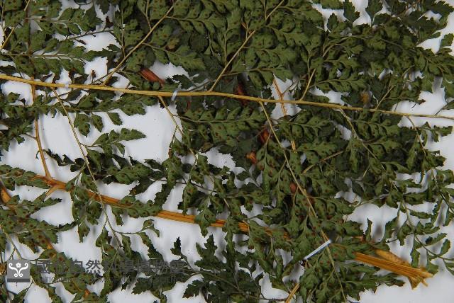 臺灣兩面複葉耳蕨藏品圖，第3張