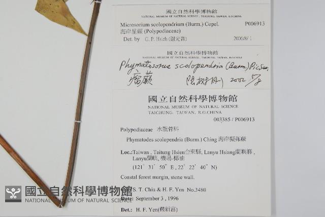 海岸星蕨藏品圖，第2張