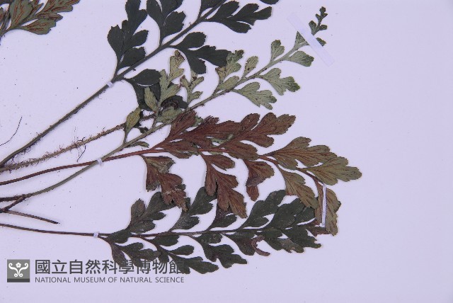 俄氏鐵角蕨藏品圖，第3張