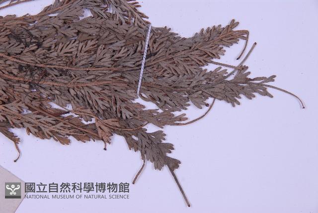 長生鐵角蕨藏品圖，第3張