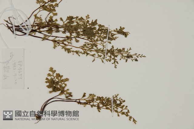 翠蕨藏品圖，第3張