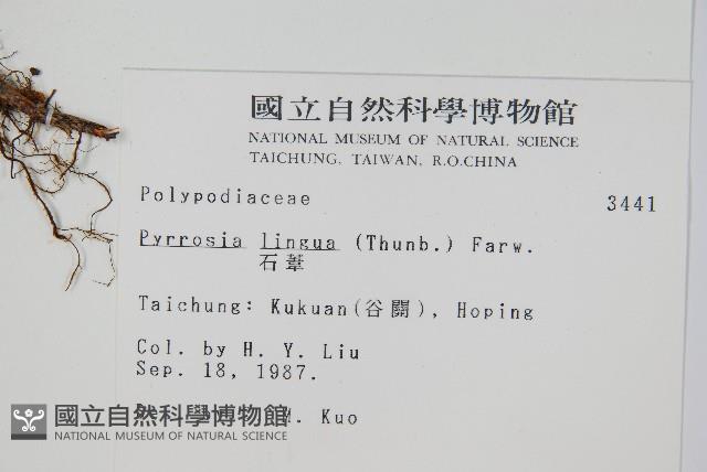 石葦藏品圖，第2張