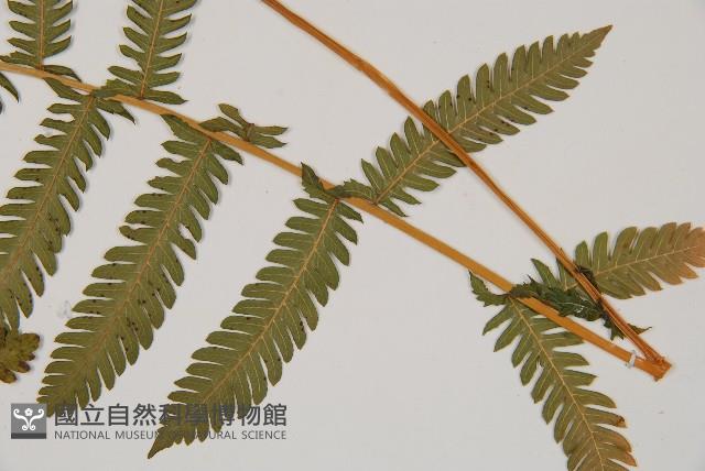 光葉鱗蓋蕨藏品圖，第3張