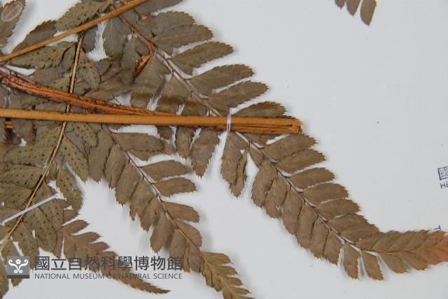 中華複葉耳蕨藏品圖，第3張