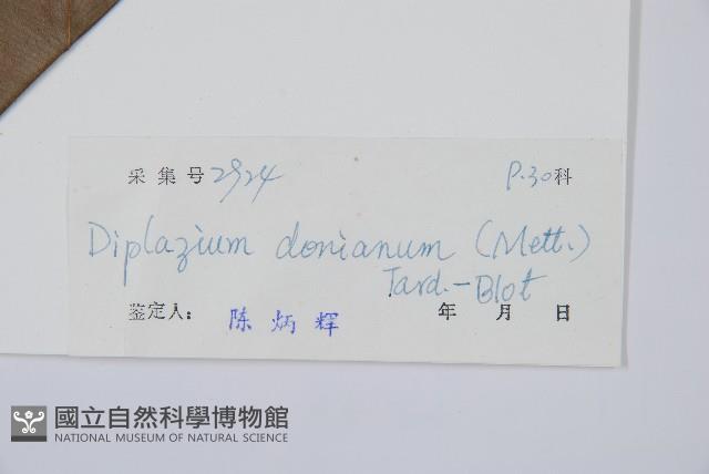 細柄雙蓋蕨藏品圖，第3張