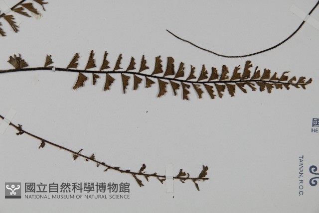 鞭葉鐵線蕨藏品圖，第3張