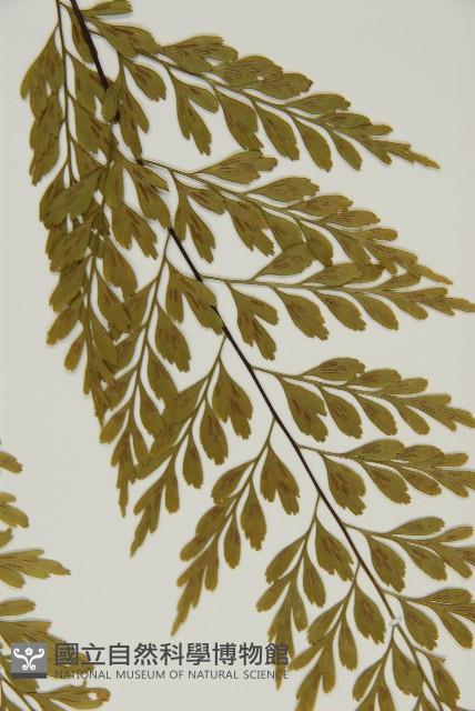 大黑柄鐵角蕨、黃鱗鐵角蕨、大羽鐵角蕨藏品圖，第3張