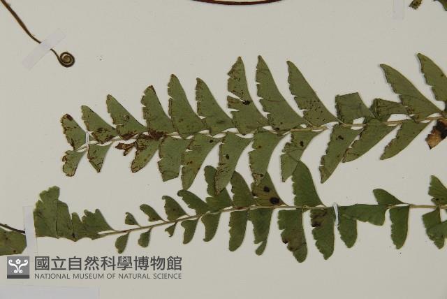 鞭葉鐵線蕨藏品圖，第3張