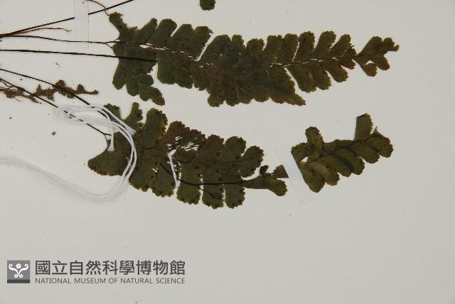 長尾鐵線蕨藏品圖，第3張