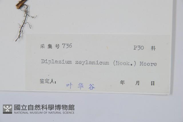 裂葉雙蓋蕨藏品圖，第3張