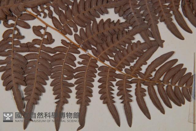 蕨藏品圖，第3張