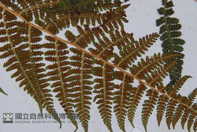 希陶蹄蓋蕨藏品圖，第3張