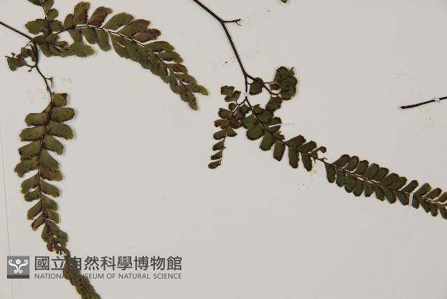 毛葉鐵線蕨藏品圖，第3張