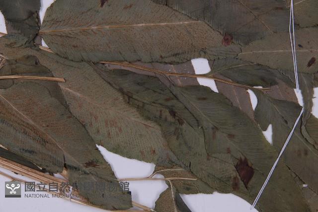 登錄號:P004013藏品圖，第6張