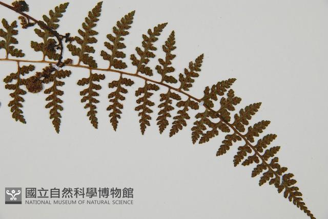 宿蹄蓋蕨藏品圖，第2張