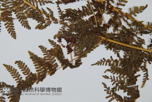 華南鱗蓋蕨藏品圖，第3張