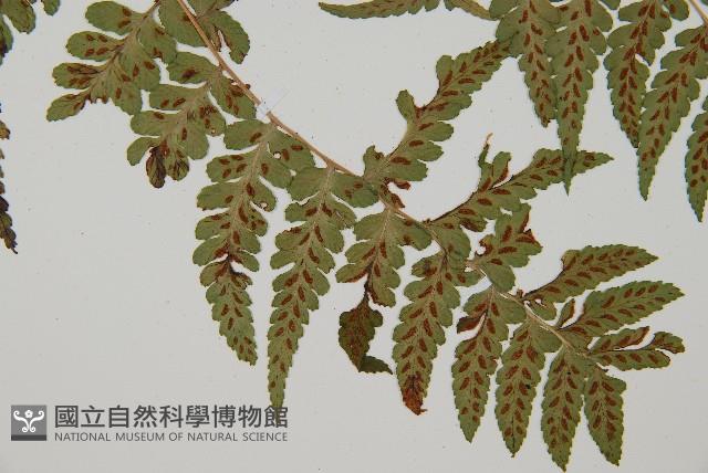 阿里山蹄蓋蕨藏品圖，第3張