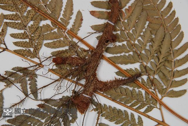 細葉複葉耳蕨藏品圖，第3張