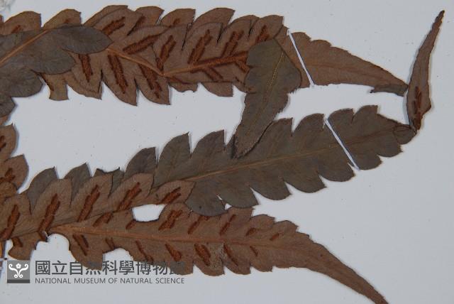 日本狗脊蕨藏品圖，第3張