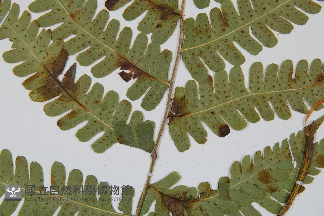 東亞假鱗毛蕨藏品圖，第3張