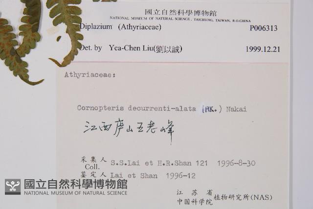 登錄號:P006313藏品圖，第2張