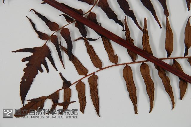 黑桫蕨藏品圖，第3張