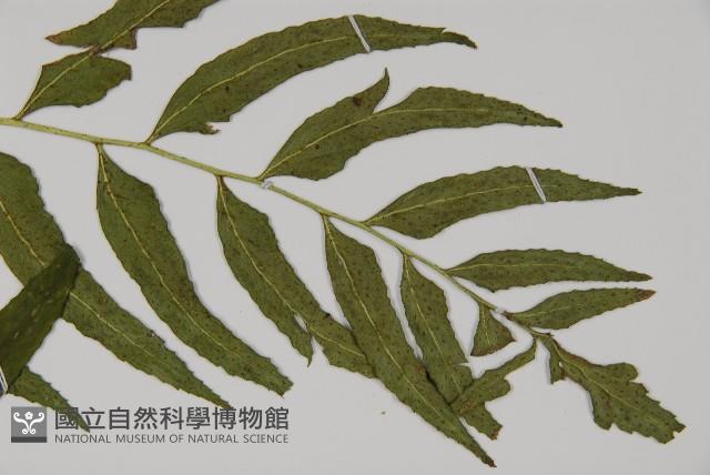 狹葉貫眾蕨藏品圖，第3張