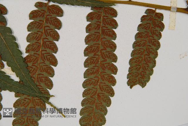 毛柄短腸蕨藏品圖，第6張