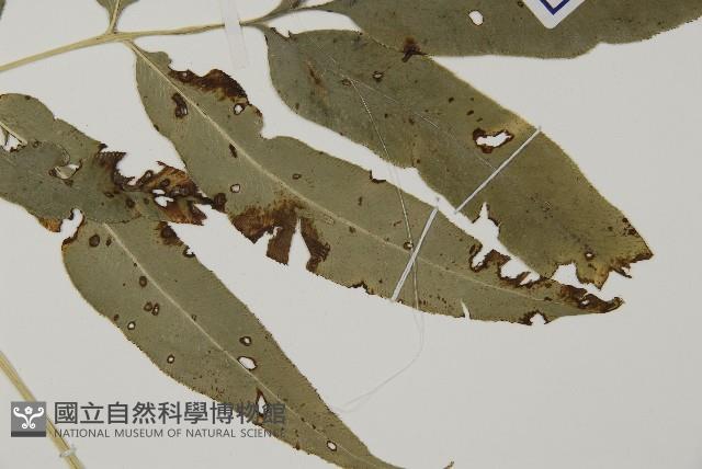 日本鳳丫蕨藏品圖，第3張