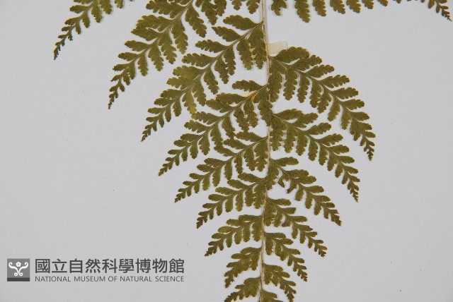 刺柄碗蕨藏品圖，第3張