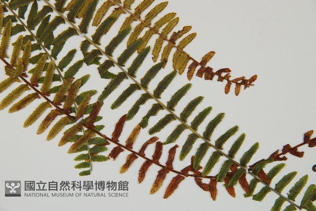 岩穴蕨藏品圖，第3張