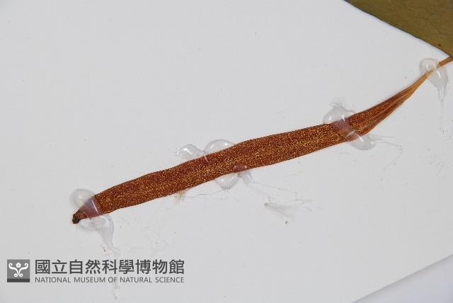 燕尾蕨藏品圖，第3張