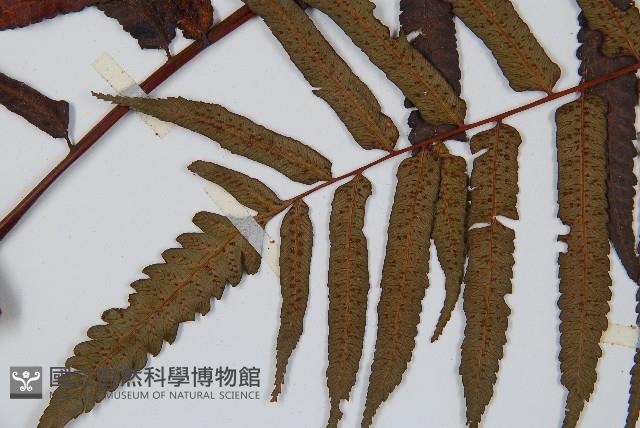 黑桫蕨藏品圖，第3張